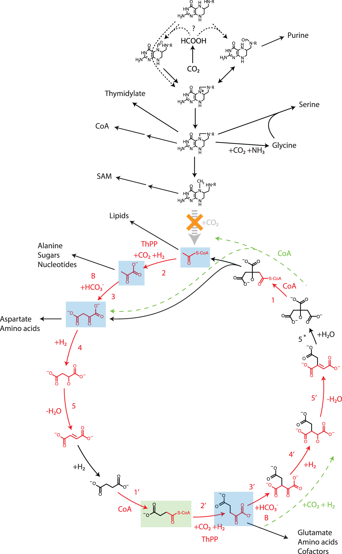 Central Carbon Metabolism — Aquifex aeolicus VF5 system diagram